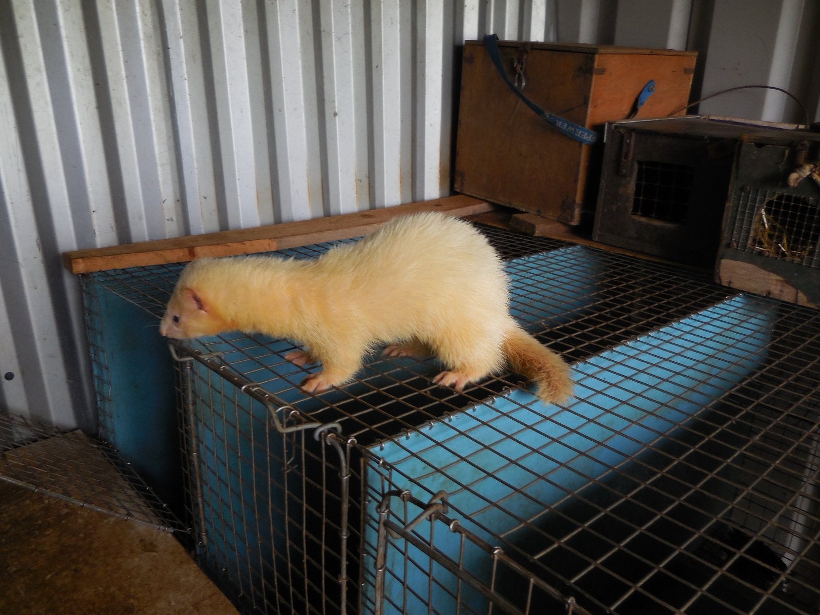 3 fretten te koop (1 moer en 2 rammen), Dieren en Toebehoren, Juli, Meerdere dieren