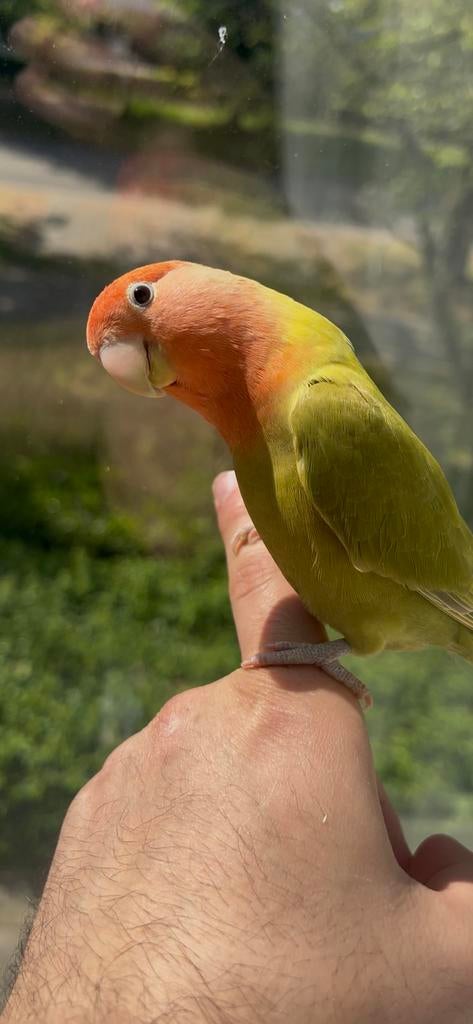 tamme dwergpapegaai (Agapornis) vrouwtje, Dieren en Toebehoren, Vrouwelijk, Dwergpapegaai of Agapornis, Tam