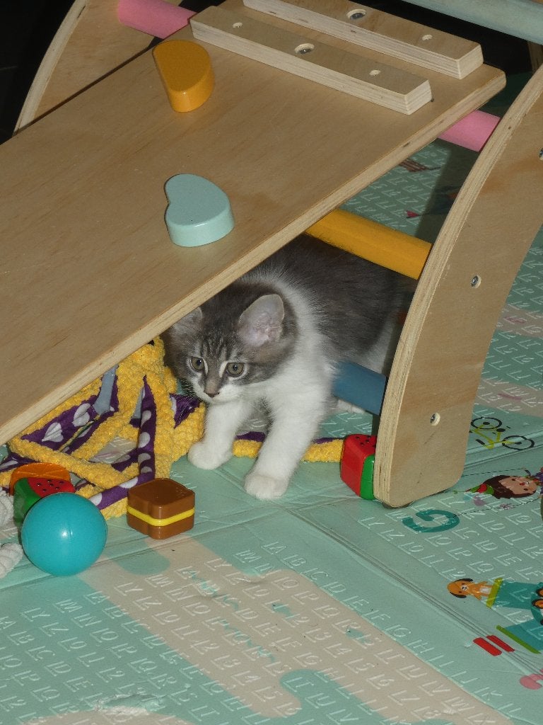 ✨🐱prachtige Maine Coon meisje, Poes, Gechipt, 0 tot 2 jaar