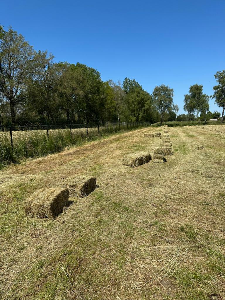 TOPKWALITEIT kleine pakjes hooi, rechtstreeks van het veld, Ophalen, Vee