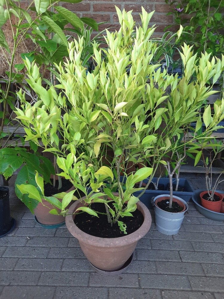 citrusplanten; citroen mandarijn & sinaasappel grote planten, Ophalen, Minder dan 100 cm, Lente, Overige soorten