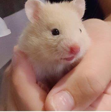 Tamme Syrische goudhamsters te koop!
babys, Dieren en Toebehoren, Hamster, Augustus, Meerdere dieren, Tam
