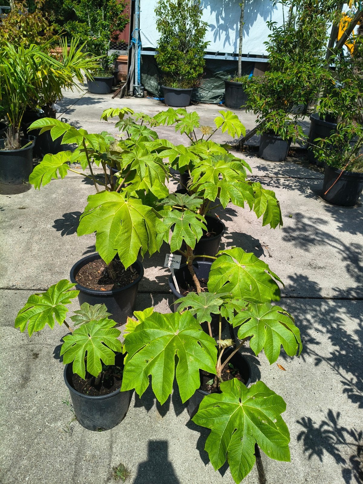 Tetrapanax papyrifer 'Rex' - Rijstpapierplant, Volle zon, Vaste plant, Herfst, Ophalen