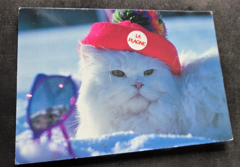 Witte poes met rode muts op in de sneeuw, Verzenden, Gelopen, Hond of Kat
