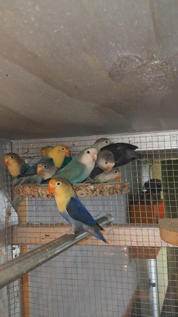 Jonge dwergpapegaaien, Dieren en Toebehoren, Vogels | Parkieten en Papegaaien, Meerdere dieren, Parkiet