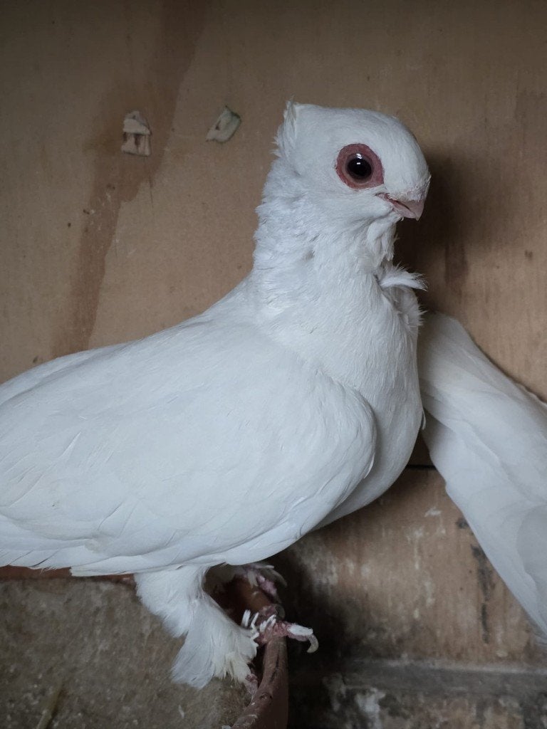 Duiven te koop, Dieren en Toebehoren, Vogels | Duiven, Meerdere dieren, Overige soorten