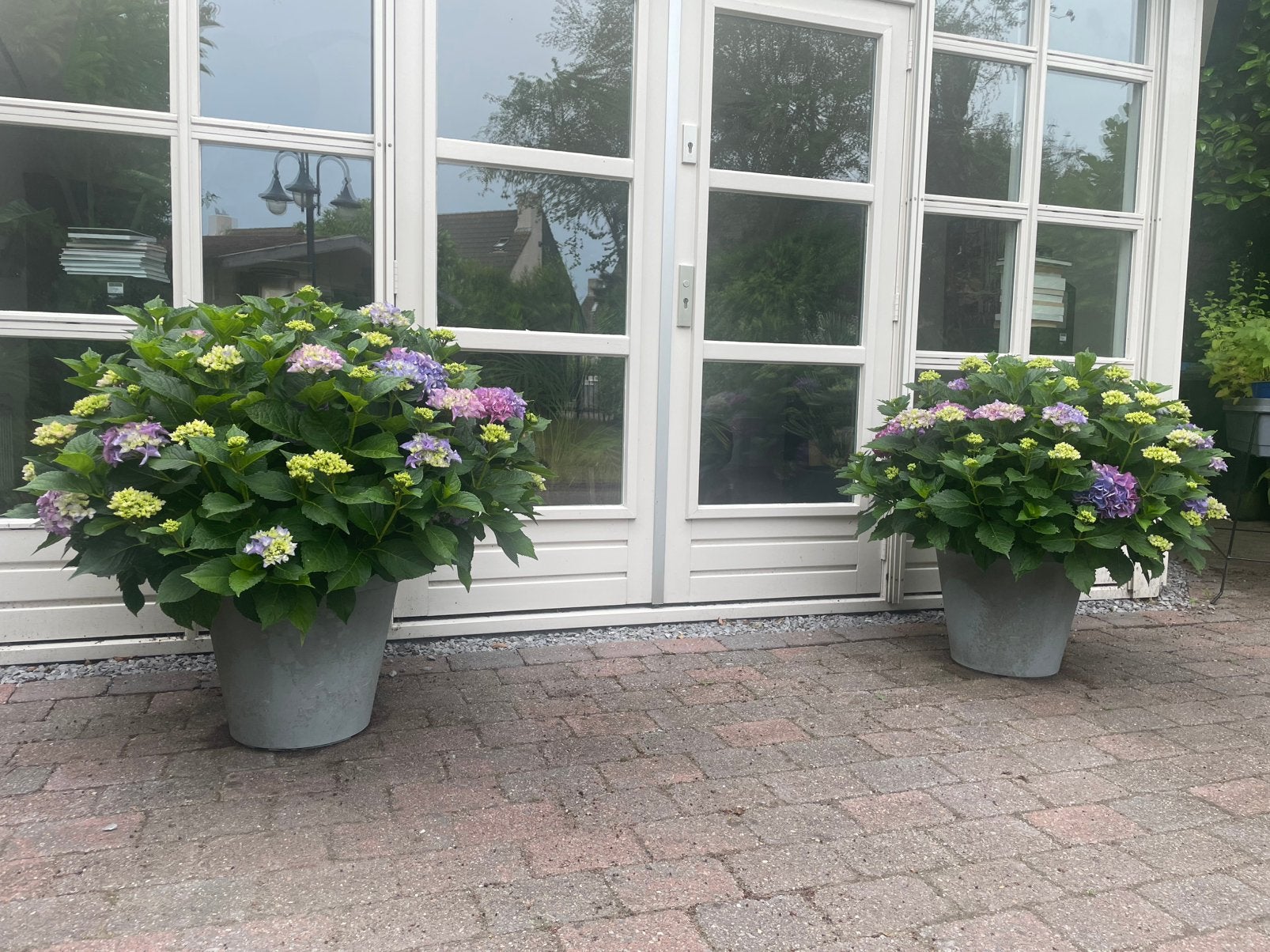 Hortensia weelde, Ophalen, Overige soorten, Halfschaduw