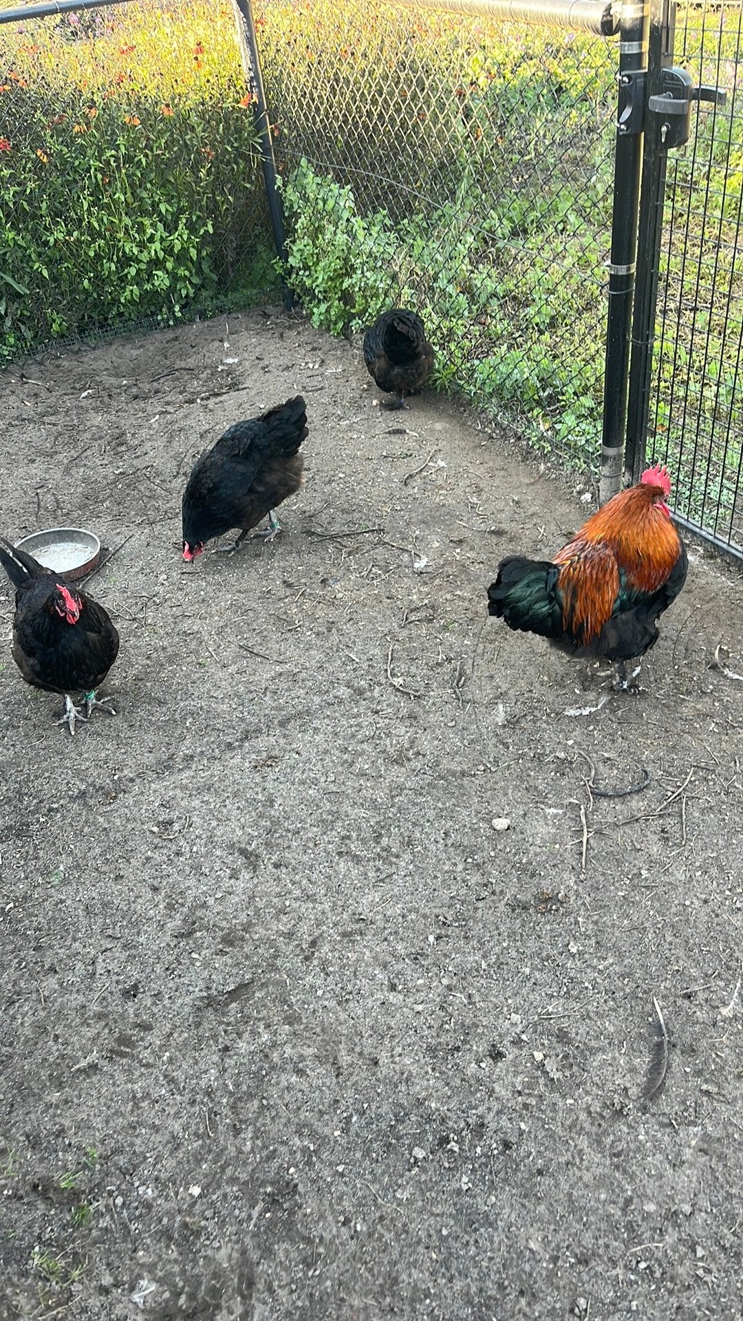 Drie mooie zwarte marans, Vrouwelijk, Kip
