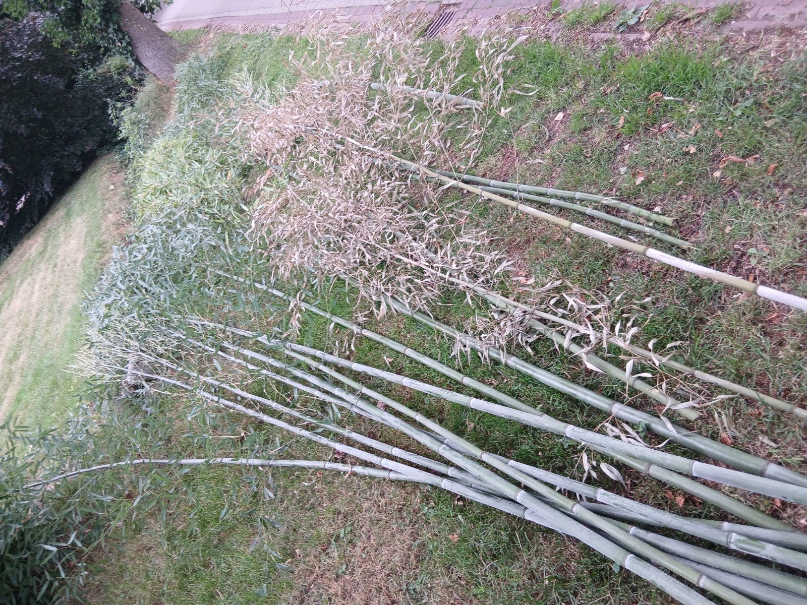 Bamboe stokken, Tuin en Terras, Ophalen, IJzer, Tuinhek
