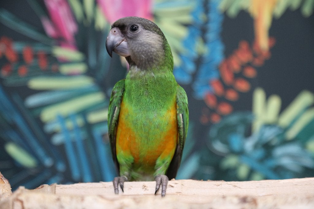 Jonge Baby Bonte boeren | Handtam | getest, Dieren en Toebehoren, Vogels | Parkieten en Papegaaien, Meerdere dieren, Papegaai
