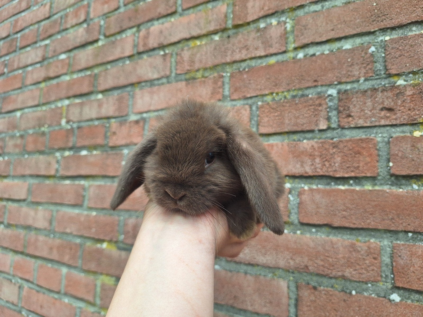 Jonge Nederlandse hangoor dwergen NHD verschillende kleurtje, Dieren en Toebehoren, Konijnen, Dwerg, Meerdere dieren, 0 tot 2 jaar