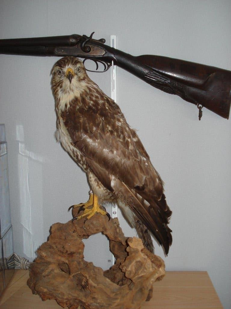 Grote Buizerd  opgezet / Geringd    52 Cm Hoog, Ophalen of Verzenden, Zo goed als nieuw, Vogel, Opgezet dier