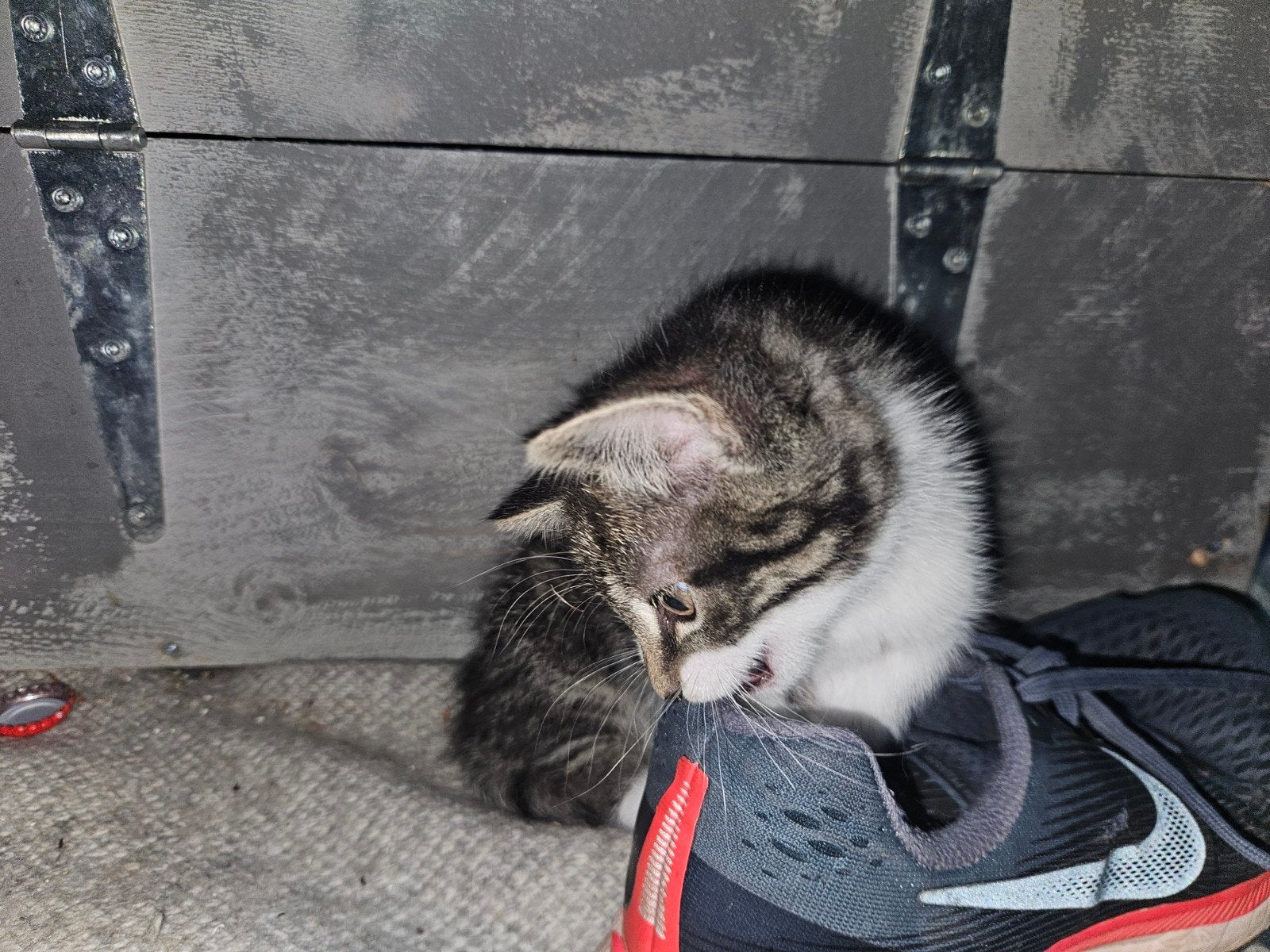 Kittens te koop