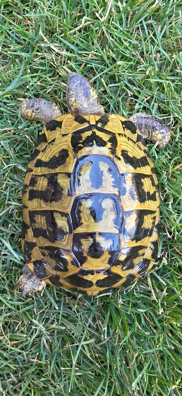 Kweekgroep testudo hermanni hermanni (etna) Tortoise photo 3
