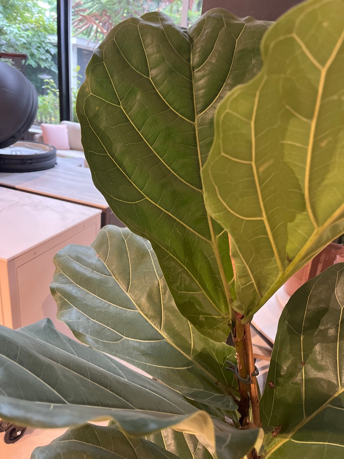 Grote Ficus Lyrata (Tabaksplant) - Luchtzuiverend, Huis en Inrichting, Ficus, 100 tot 150 cm, In pot, Groene kamerplant