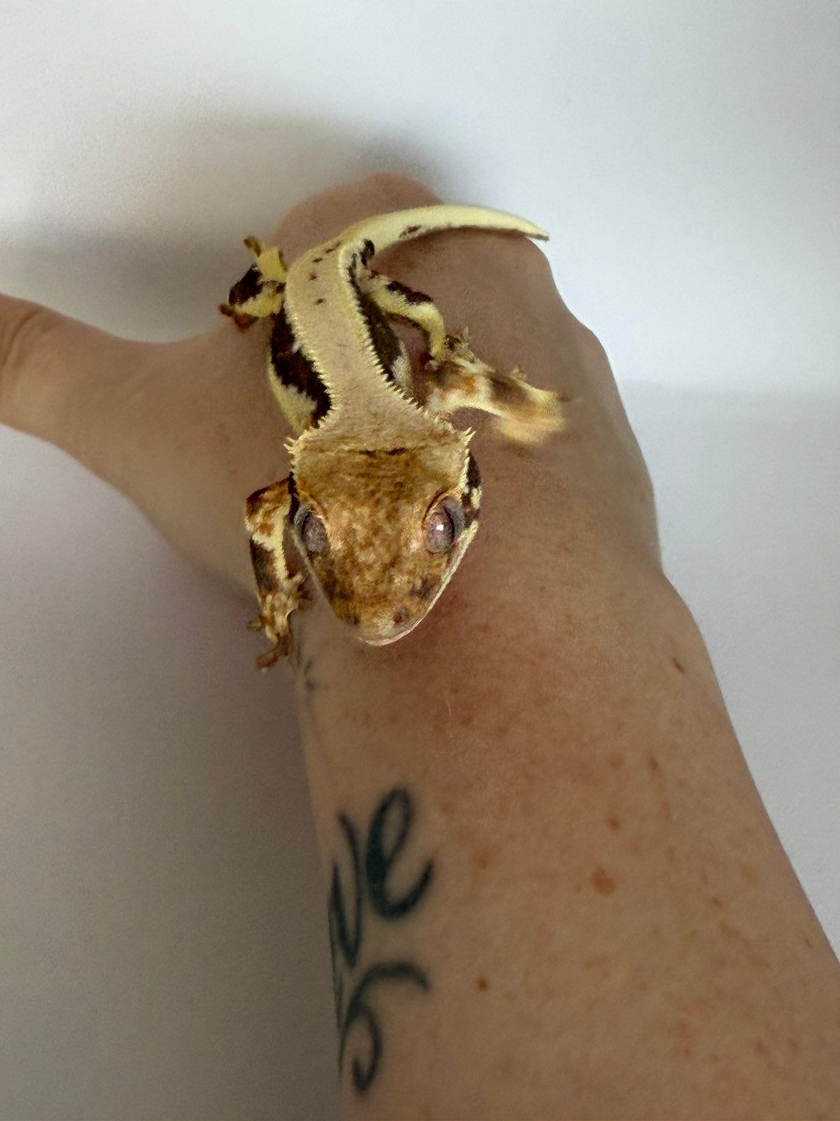Correlophus ciliatus - Crested Gecko - Wimpergekko, Ophalen of Verzenden, Zo goed als nieuw, 17 tot 18, Dame