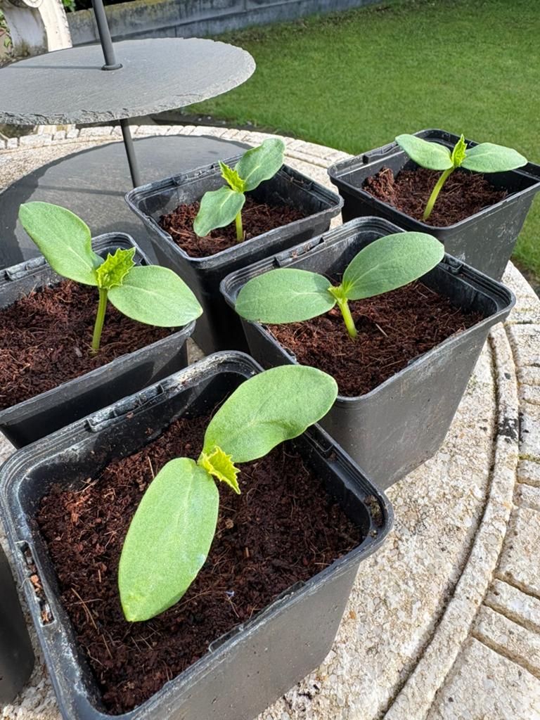 Bio komkommer plantjes, Tuin en Terras, Ophalen, Eenjarig, Groenteplanten, Volle zon