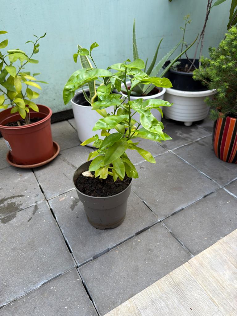 Citroenplant - Jonge Citrusplant voor Thuis of Tuin, Volle zon, Vaste plant, Ophalen of Verzenden, Fruitplanten