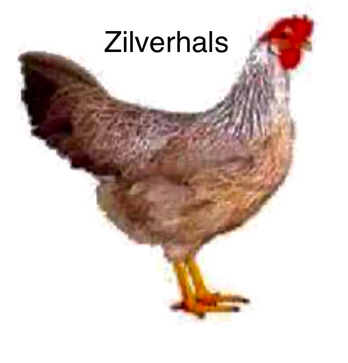Kriel kippen, zilverhals Vorwerk Araucana, Dieren en Toebehoren, Pluimvee, Vrouwelijk, Kip