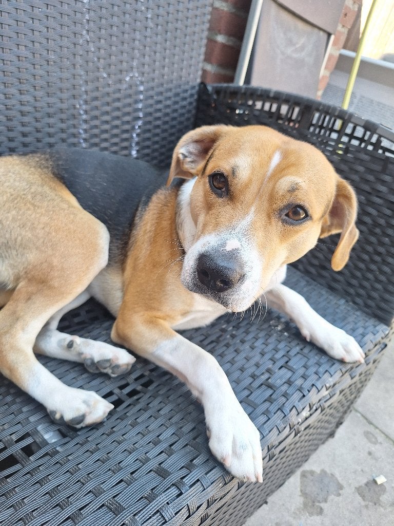 Reutje, Jack Russell Terriër, Reu, 1 tot 2 jaar, Parvo