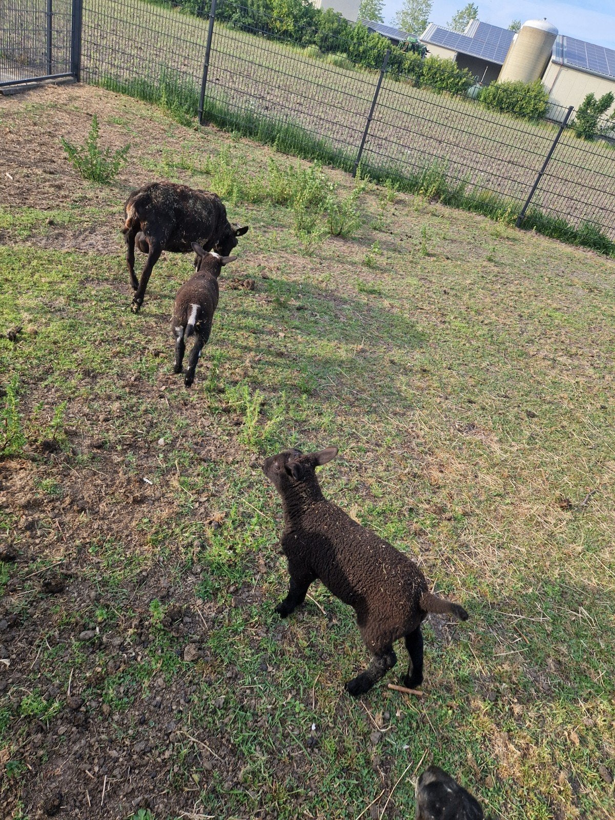 Bonte schapen met lammeren, Meerdere dieren, Schaap