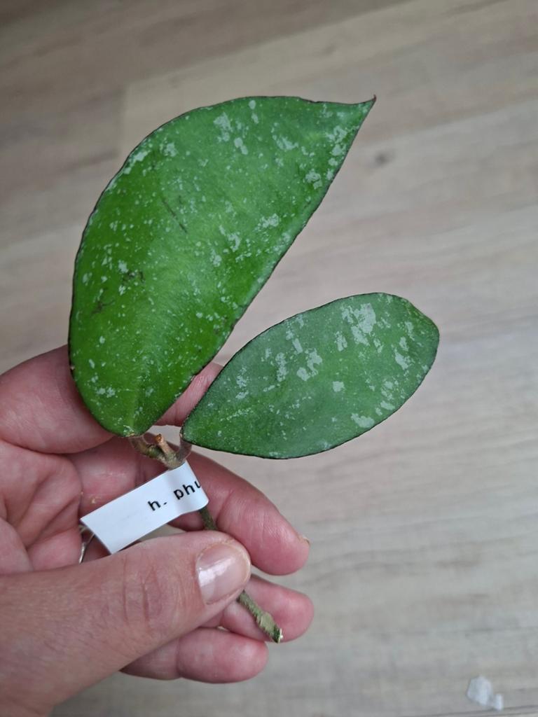 Hoya phuwuaensis stek, Huis en Inrichting, Kamerplanten, Ophalen of Verzenden, Halfschaduw, Minder dan 100 cm
