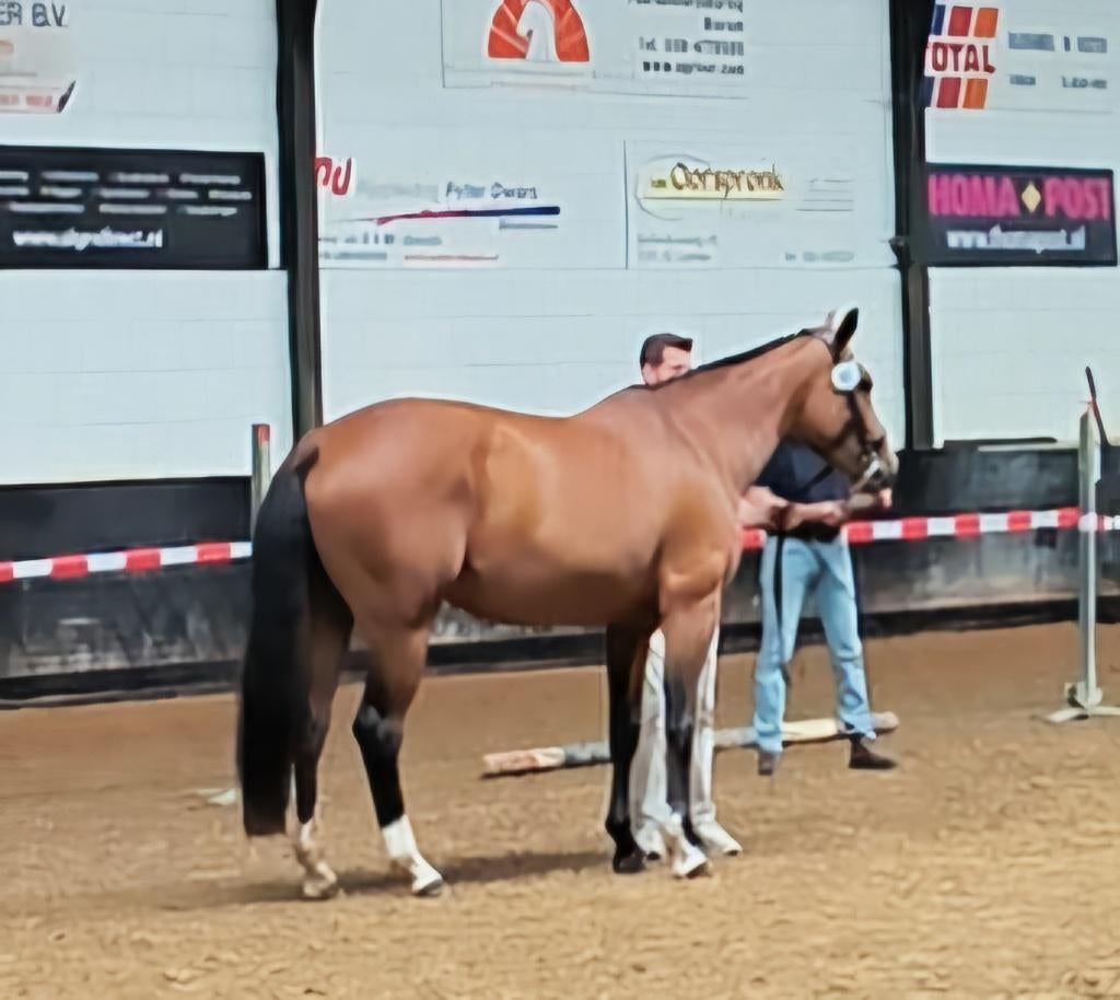 KWPN paarden. Ruin en merrie (spielbergxNutuna), Met stamboom, Niet van toepassing, 0 tot 2 jaar, 170 tot 175 cm