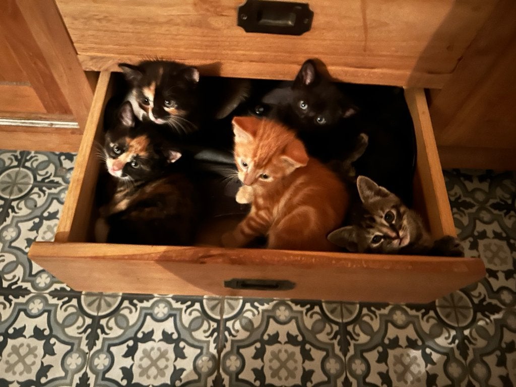 Kittens, Meerdere dieren, Kortharig, 0 tot 2 jaar