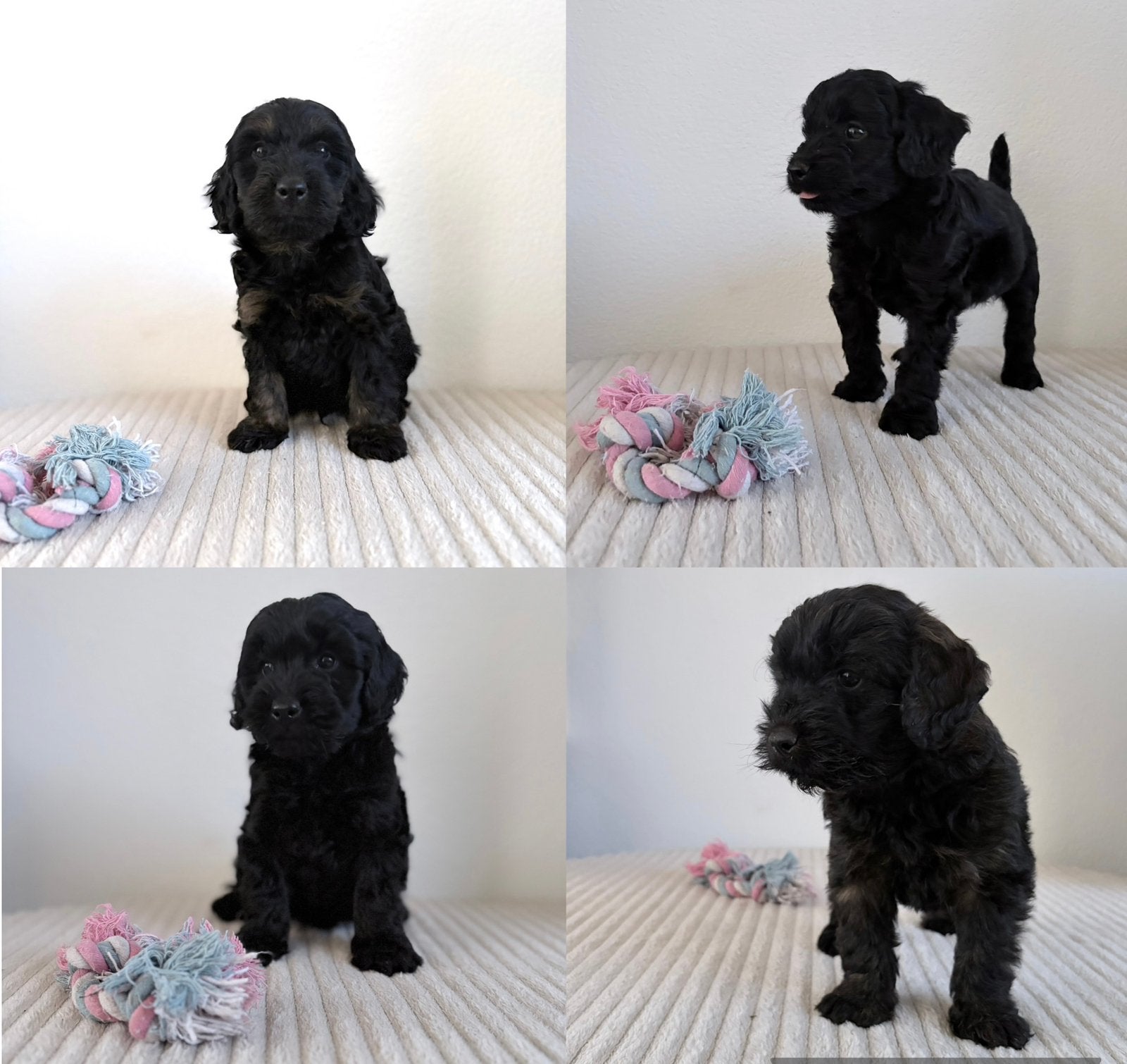 Cocker Spaniel kruising pups Cockapoo, 8 tot 15 weken, Meerdere dieren, Eén hond, Spaniël