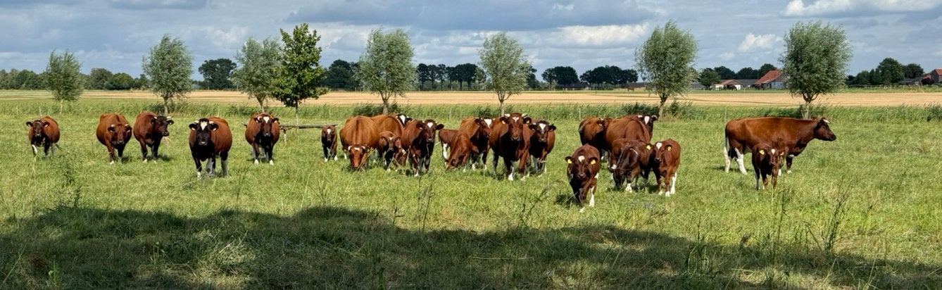Brandrode Runderen, 100%BRR stamboek, Meerdere dieren