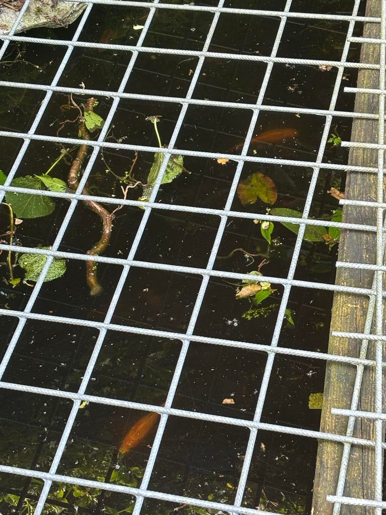 Vijvervissen, Dieren en Toebehoren, Vissen | Vijvervissen, Goudvis(sen)