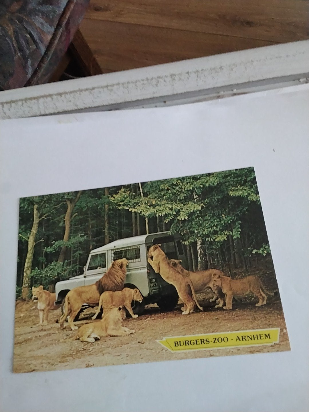 Ansichtkaart Burgers' Zoo Arnhem - Leeuwen bij safariauto, Ophalen of Verzenden, 1960 tot 1980, Ongelopen