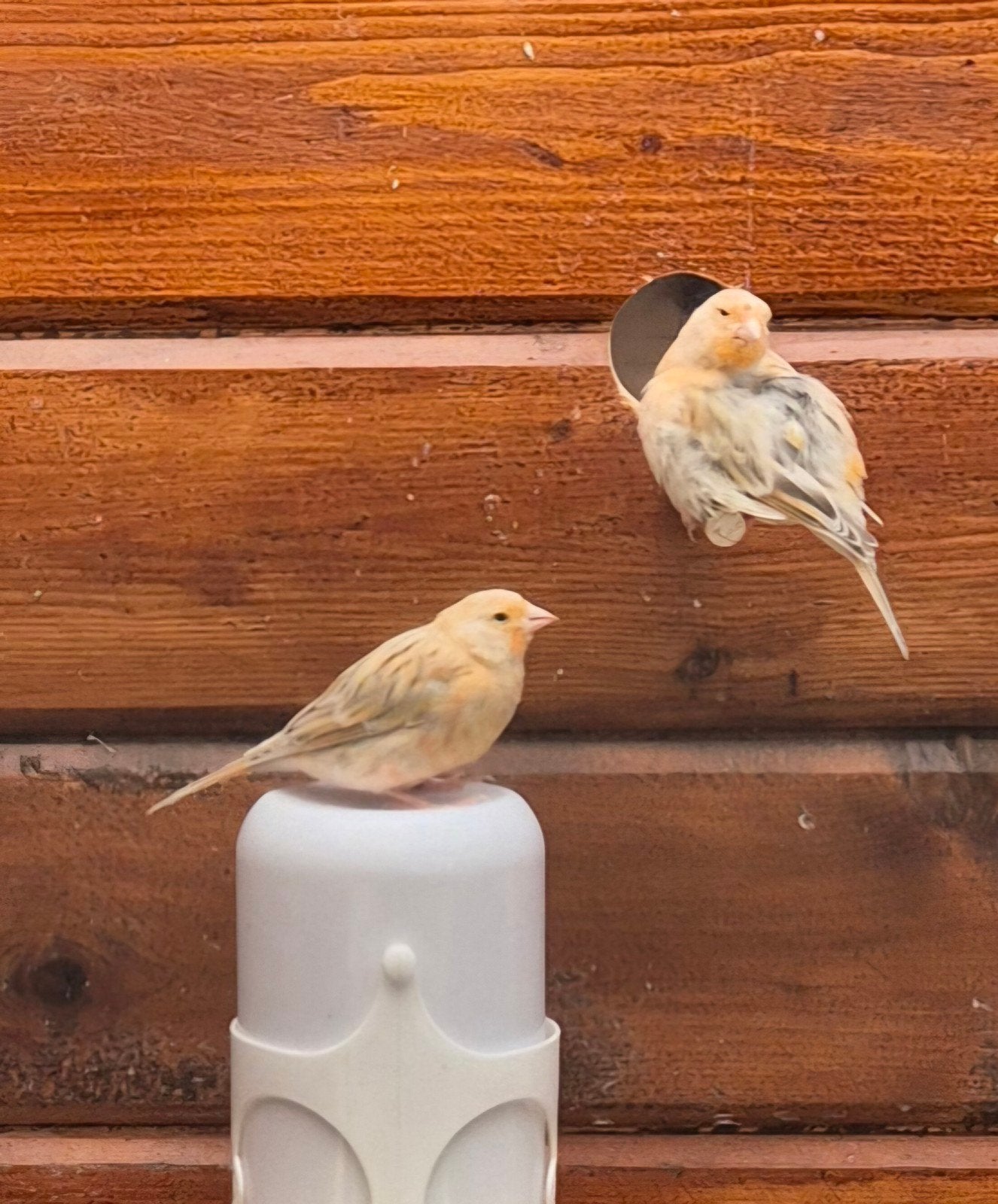 Jonge kanaries, Dieren en Toebehoren, Vogels | Kanaries, Geslacht onbekend, Kleurkanarie