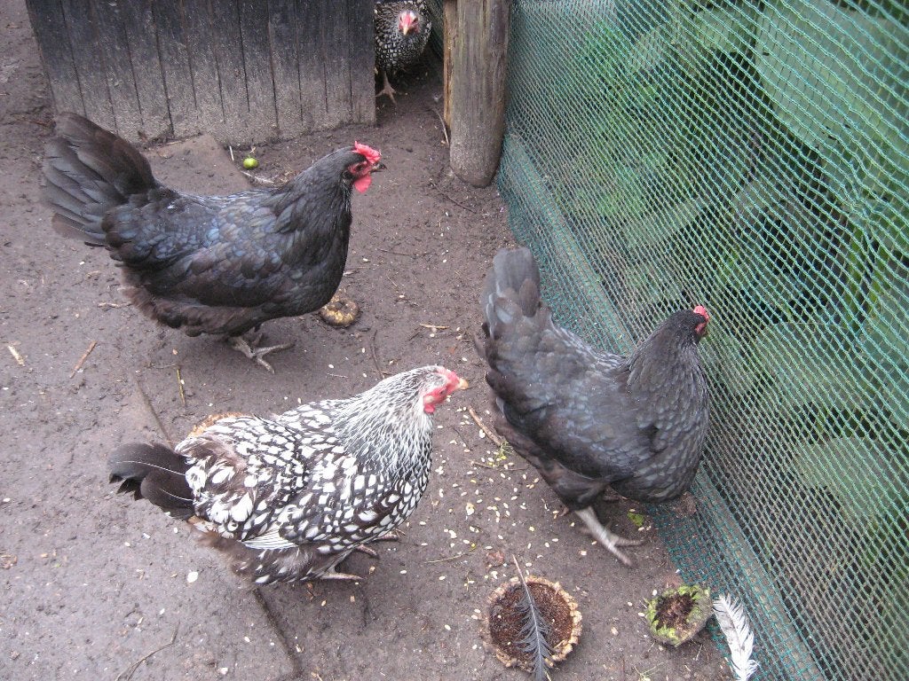 2 mooie grote Ancona leghennen, Dieren en Toebehoren, Vrouwelijk, Kip