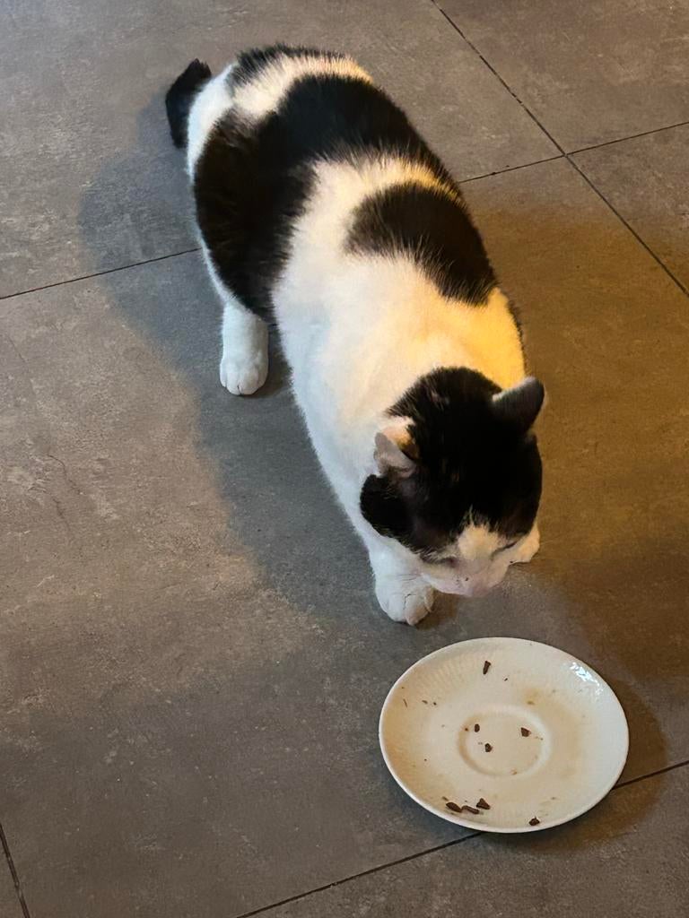 Poes, Dieren en Toebehoren, Katten en Kittens | Overige Katten, Poes