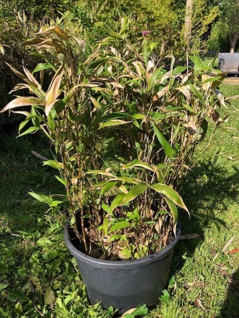 Bamboe met 2 kleuren blad , staat in de kuip dus zo meenemen, Tuin en Terras, Planten | Struiken en Hagen, Ophalen, Bamboe, Struik