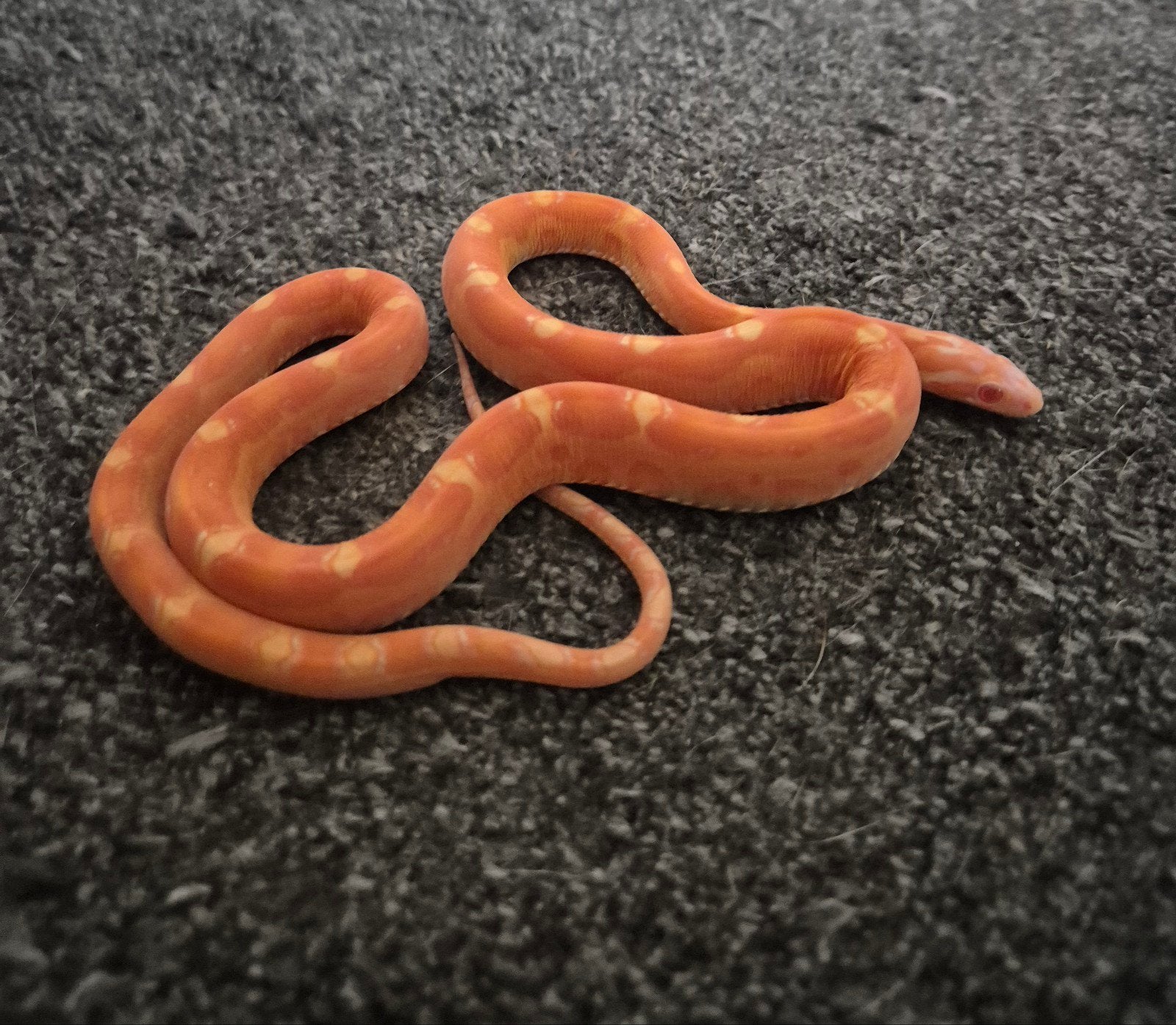 Scaleless Pantherophis guttatus elaphe guttata amel, Dieren en Toebehoren, Slang, 0 tot 2 jaar