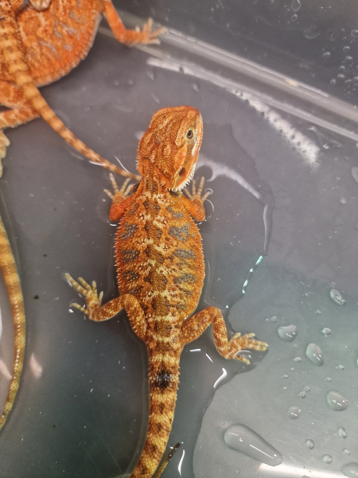 RED MONSTER BAARDAGAAM NAKWEEK – NU TE RESERVEREN Bearded Dragon photo 7