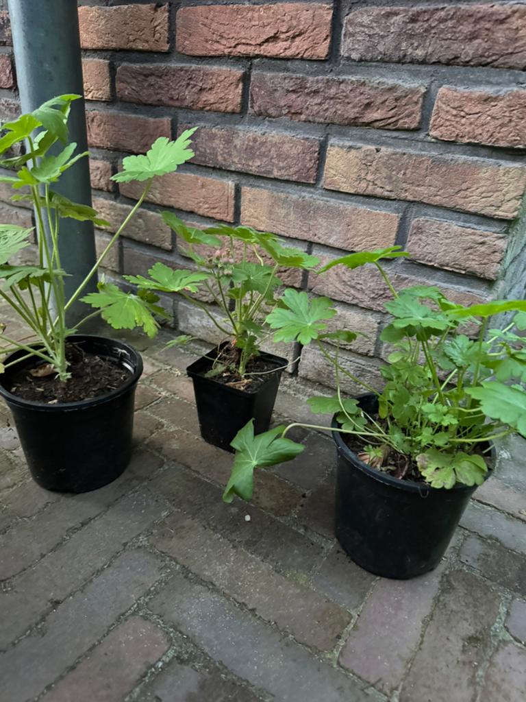 Ooievaarsbek in P9 & C1 pot macrorrhizum en cantabrigiense), Ophalen, Overige soorten, Halfschaduw