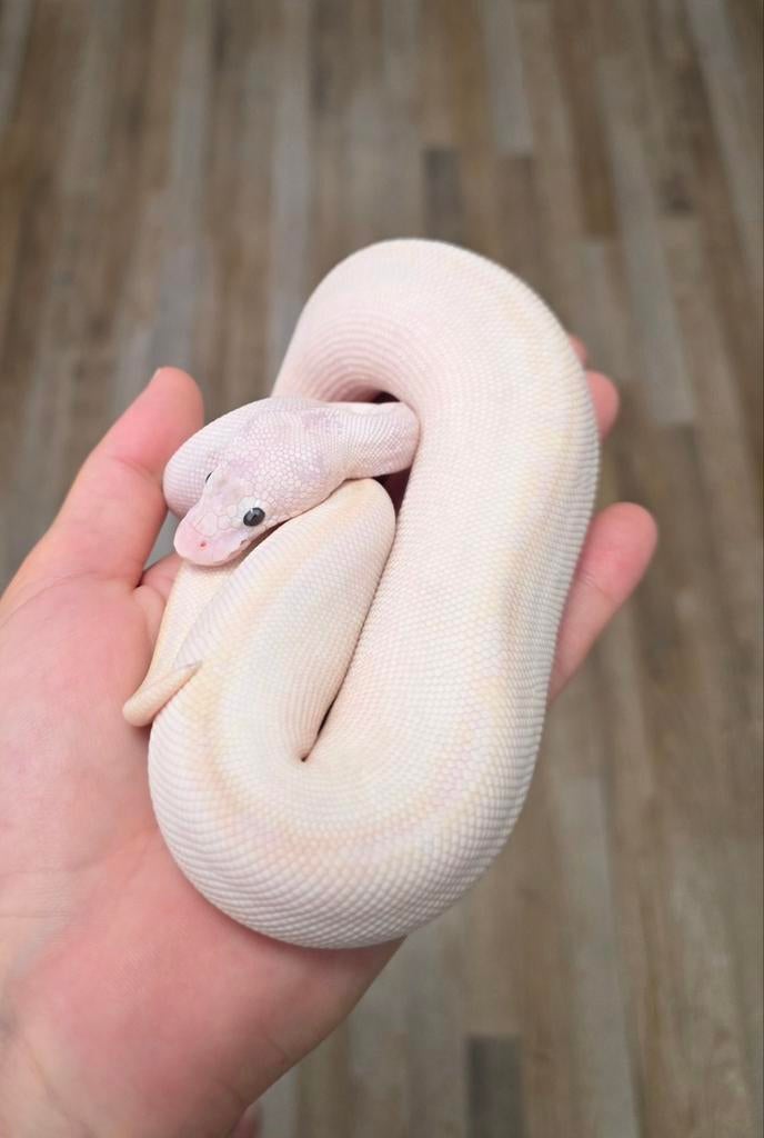 Bamboo Ivory of Freeway️♀️ Python Regius/koningspython Ball Python - female for sale from G.B