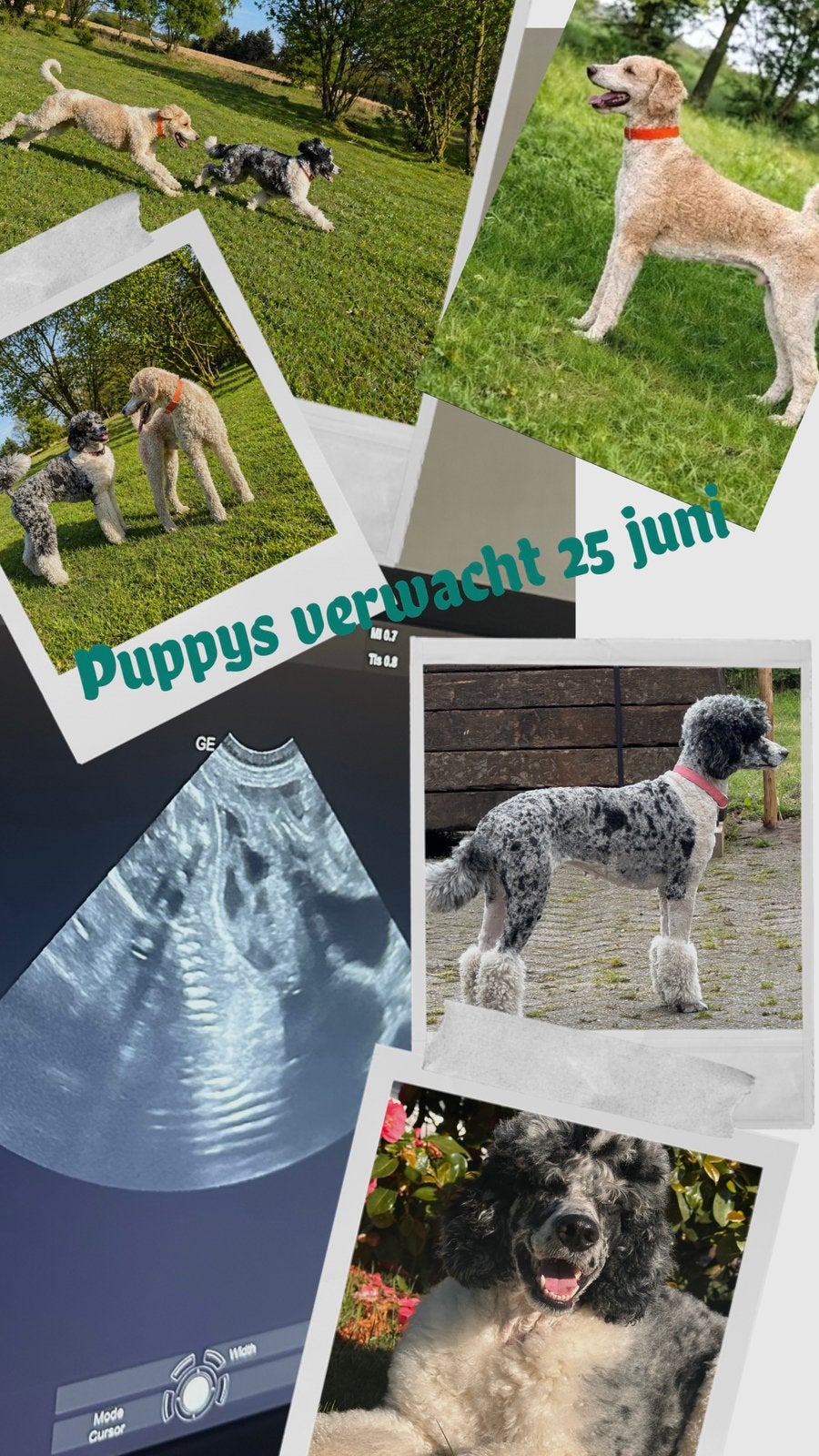 Prachtige poedel pups verwacht, Parvo, 8 tot 15 weken, Groot, Meerdere