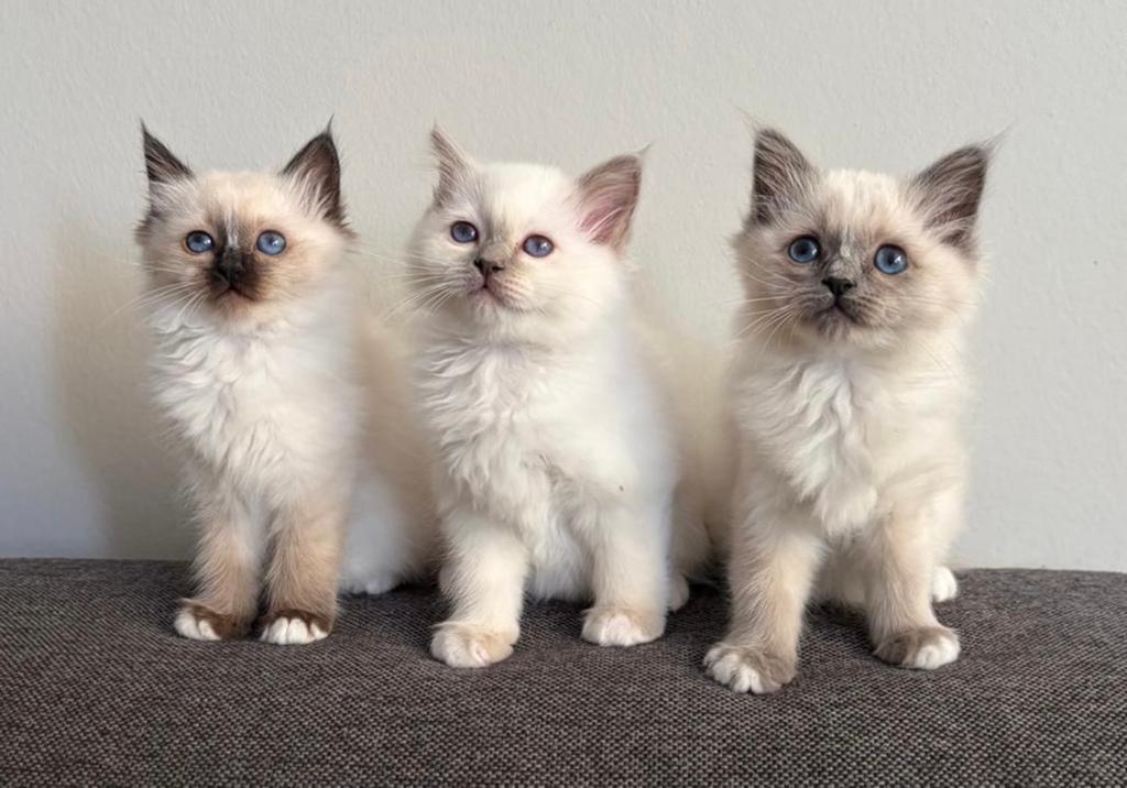 Heilig Birmaan kitten met Stamboom, Meerdere dieren, Met stamboom