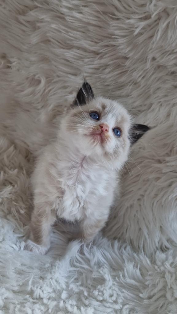 100% Ragdoll kittens, Dieren en Toebehoren, Meerdere dieren, Ontwormd, 0 tot 2 jaar