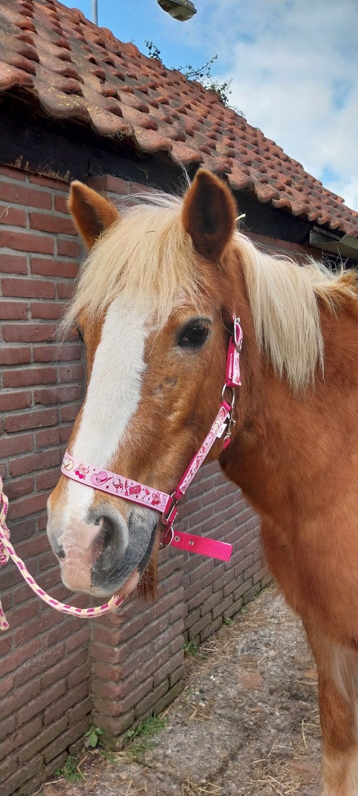 Bijrijders gezocht, Dieren en Toebehoren, Overige Dieren, Mei, Meerdere dieren