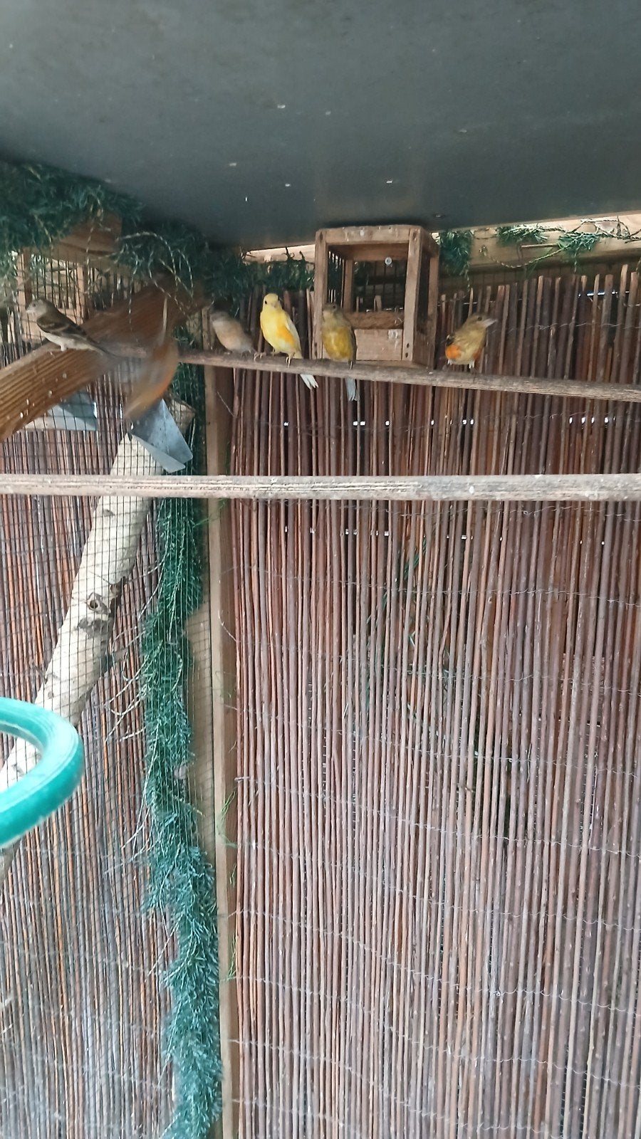 f1 kapoetsijs  × razakanarie, Mannelijk