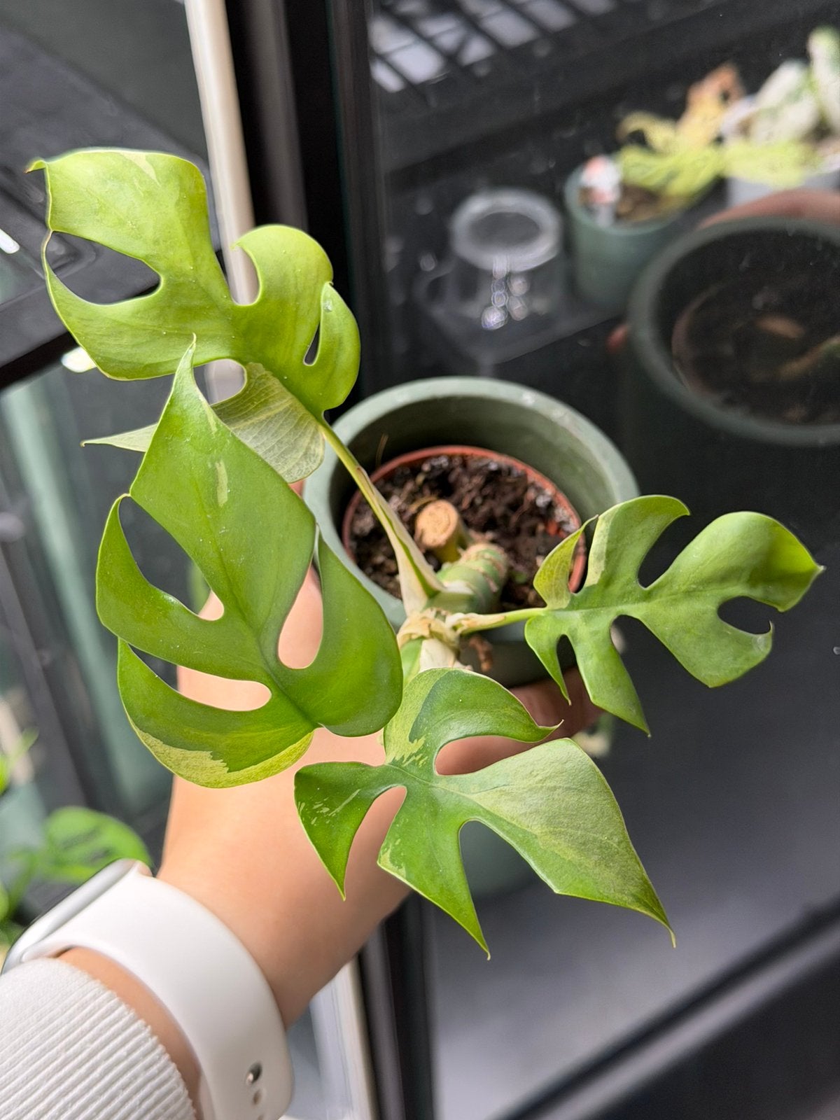 Monstera Minima variegata, Ophalen, Halfschaduw, Minder dan 100 cm