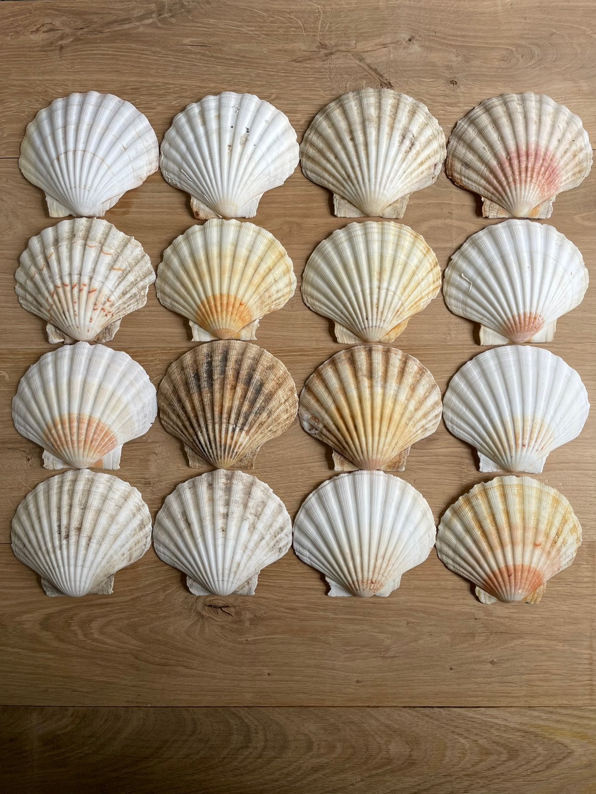 16 Grotere Sint Jacobs Schelpen., Ophalen of Verzenden, Schelp(en)