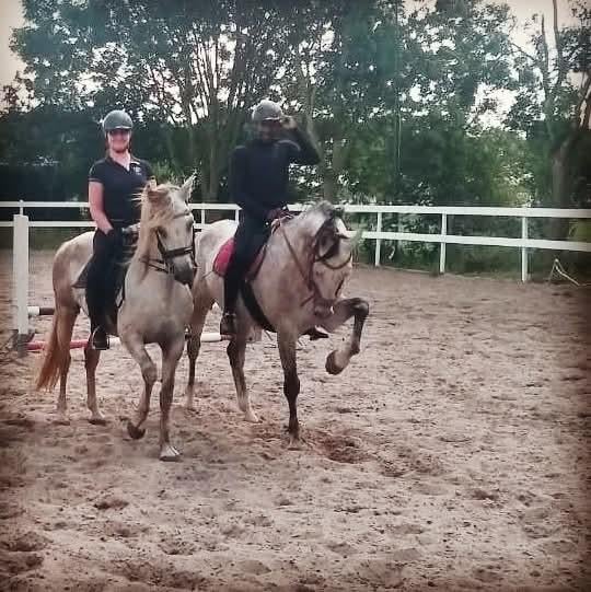 Foto 10 van STAL LUXOR/Aankoop begeleiding bij uw paard