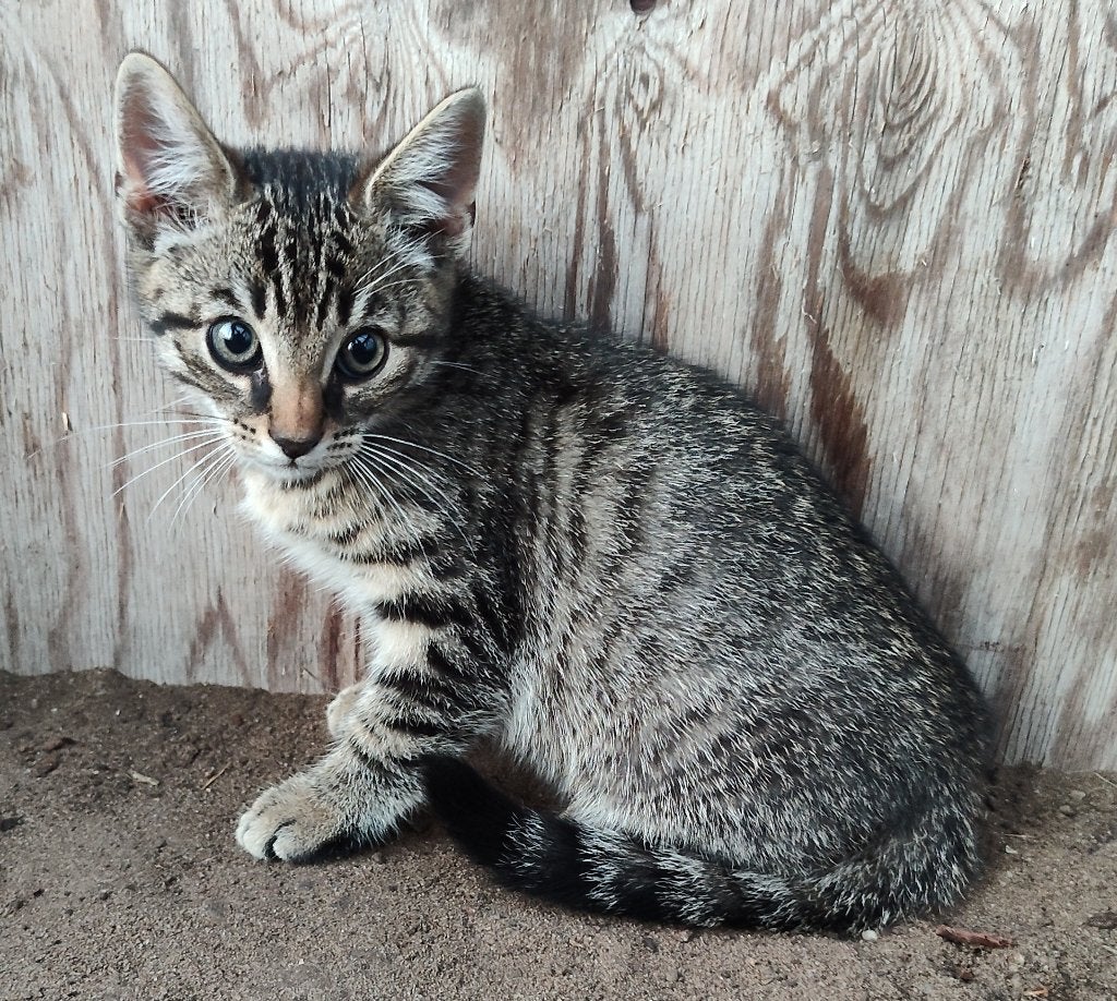 gratis af te halen 2 kittens, Meerdere dieren, 0 tot 2 jaar