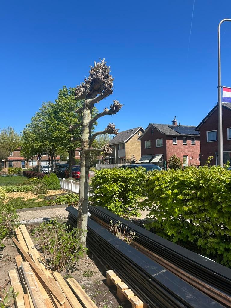 3 plantanen, Ophalen of Verzenden, Volle zon, Overige soorten
